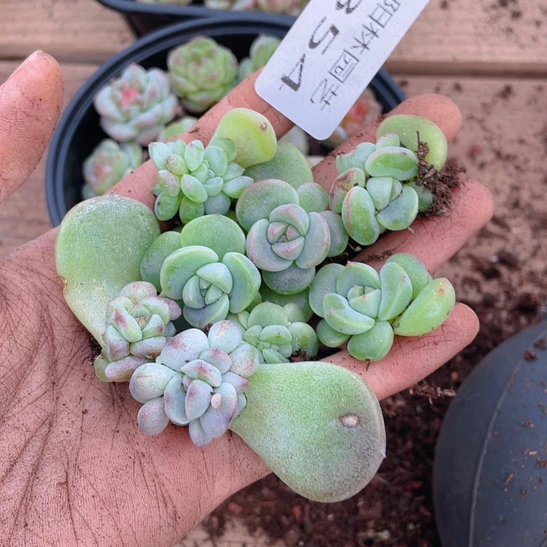多肉植物多肉植物854