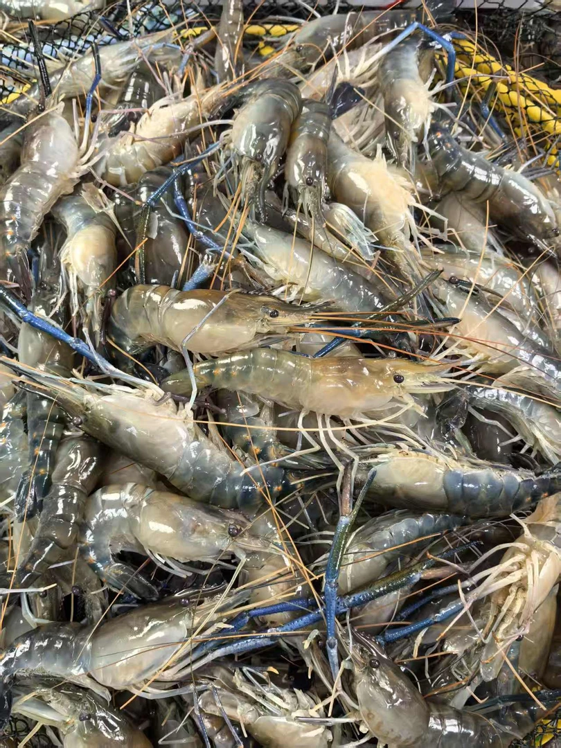 罗氏虾   直播现称 顺丰到家 厦门发货