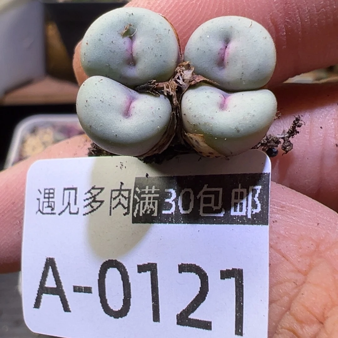 多肉植物1111111111111