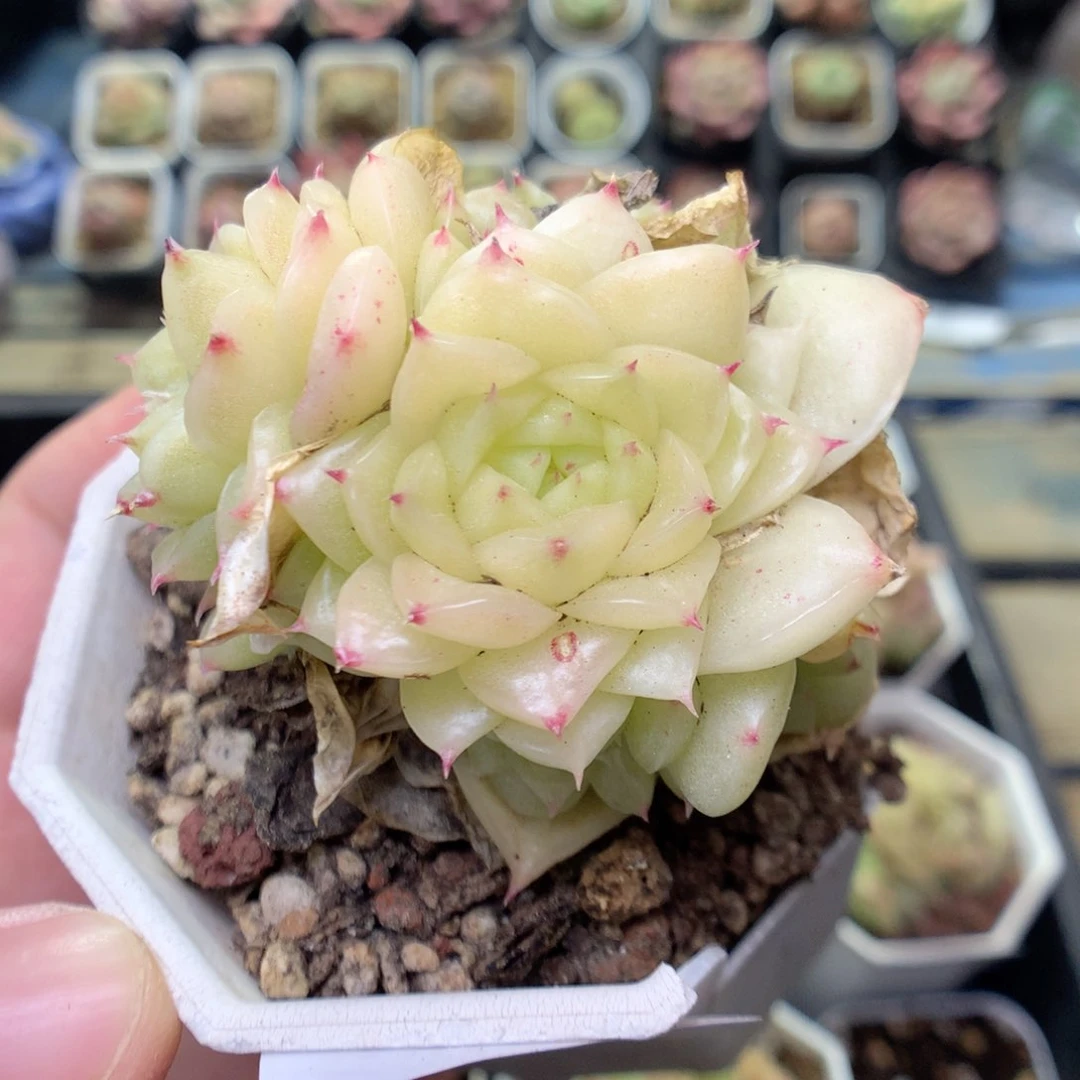 S101 ，20包邮两天凑单偏远不发货