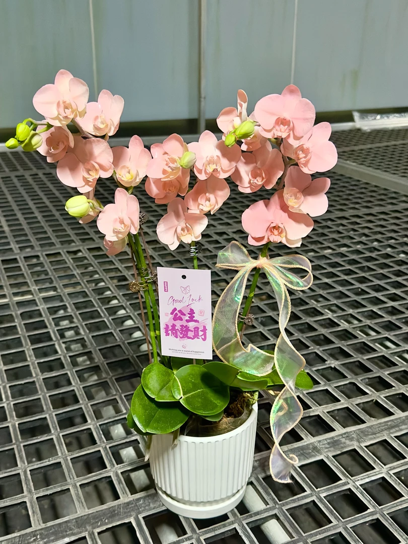 【水蜜桃组盆】活体工艺稀缺喷色环保蝴蝶兰马卡龙颜色精致火烈鸟