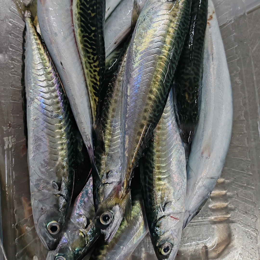 惠来神泉港  照灯小花仙鱼（拍下发5斤）