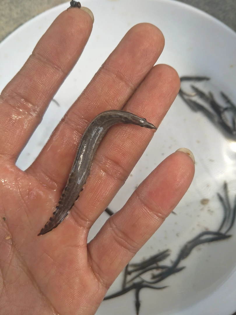 中华刺鳅鱼 大刺鳅 淡水鱼 刀鳅鱼 沙鳅鱼