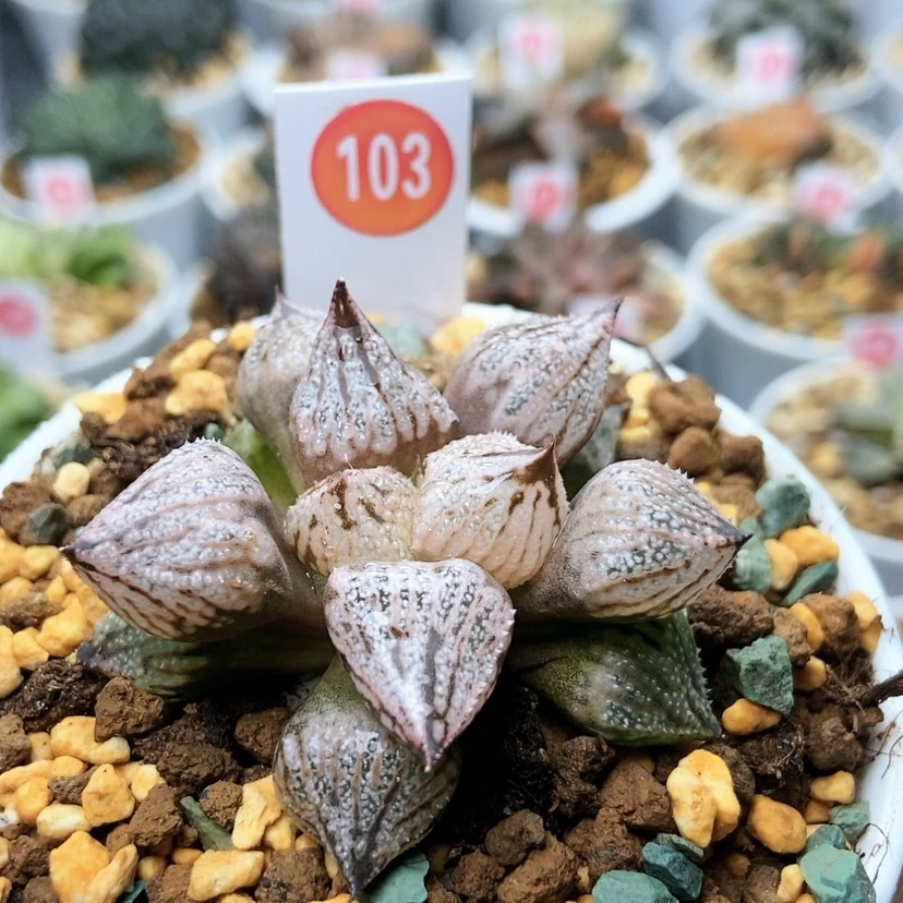 【闪购商品】103全窗皇妃