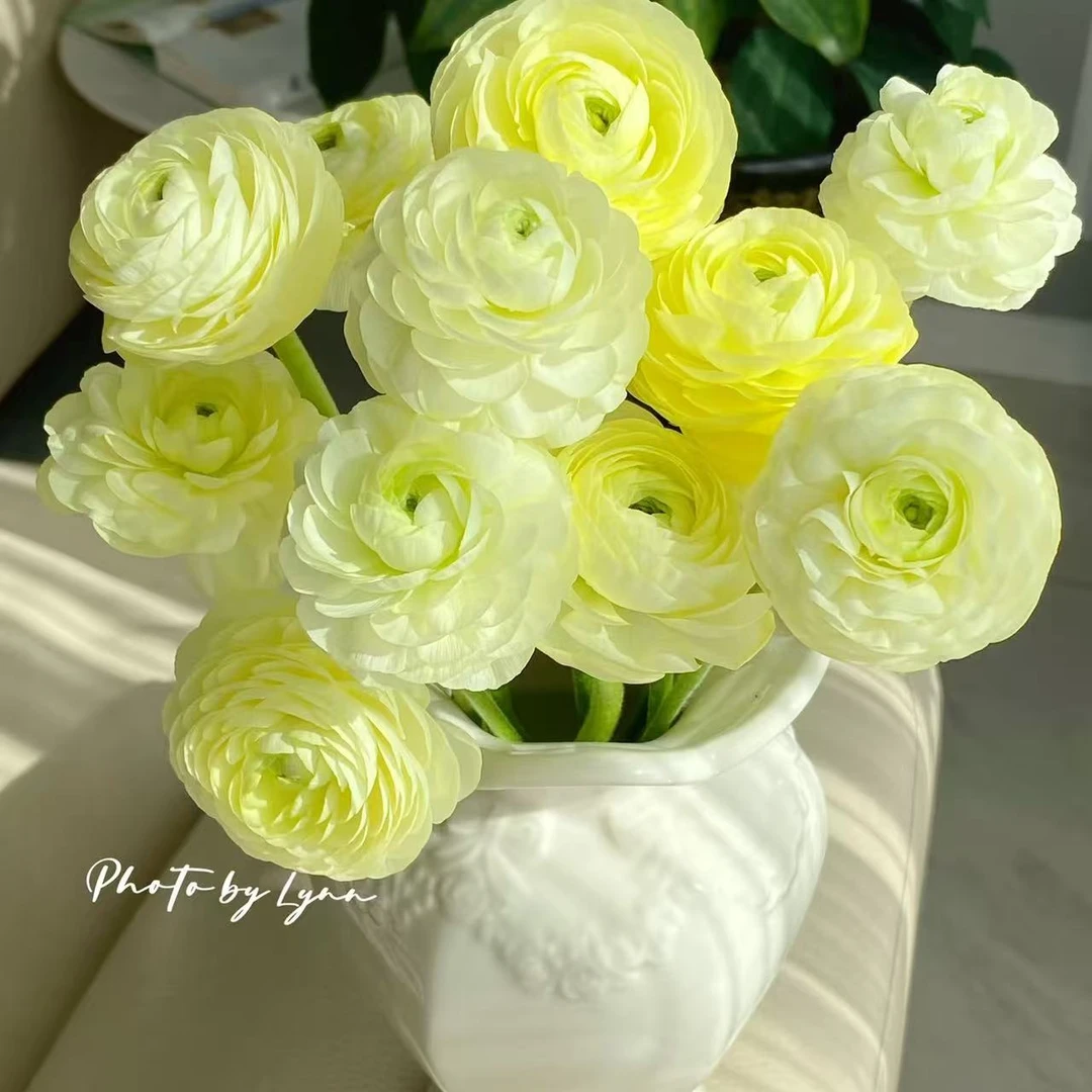 奶油黄洋牡丹 鲜花玫瑰 全场买两单及以上包邮 云南基地直发