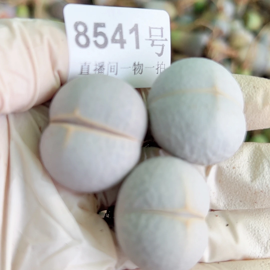 8541 好养易活生石花大母本3个