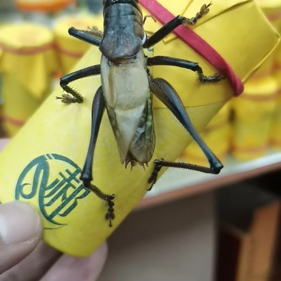 用***4郝建伟大包蝈蝈精品