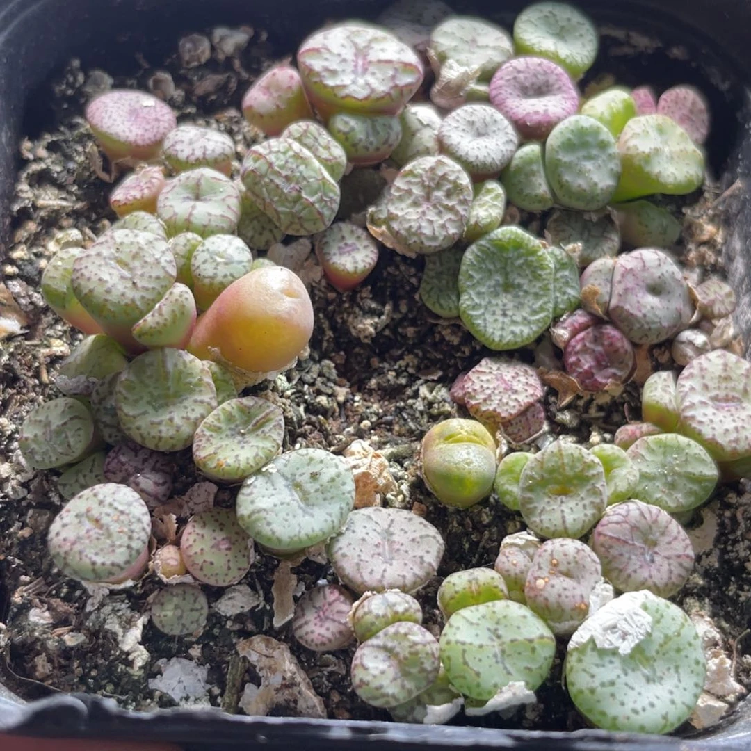 大盆特价一物一拍～26