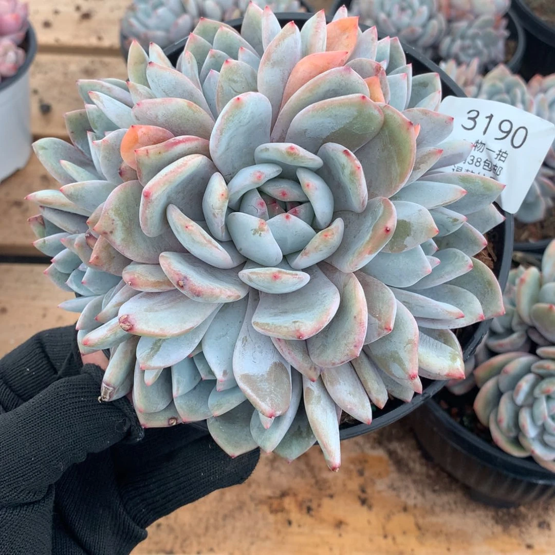 14厘米七头手捧石榴籽3190