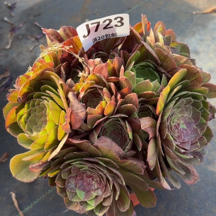 瑞妈多肉园艺植物723