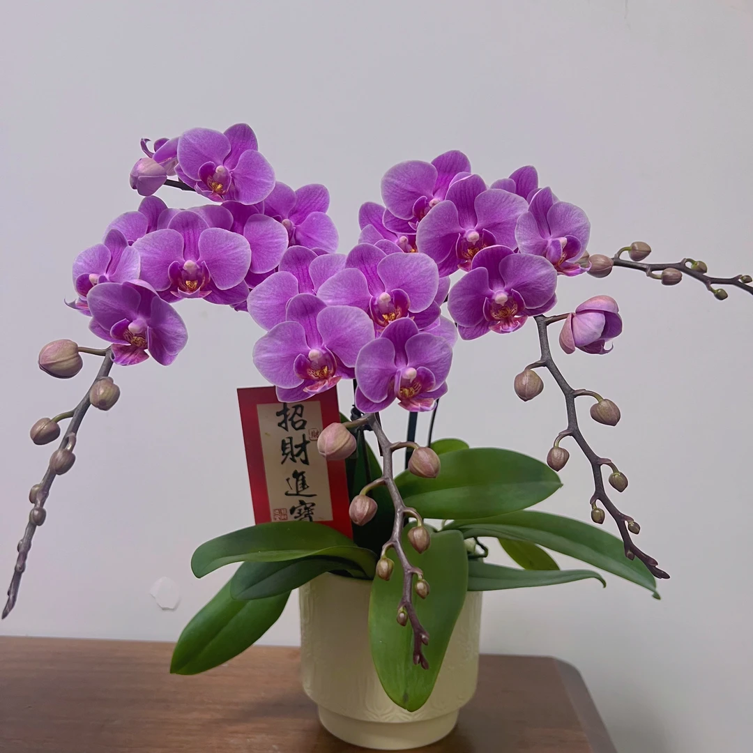 蝴蝶兰【紫霞仙子】花期巨长新手推荐好养耐养乔迁送礼广西基地直发