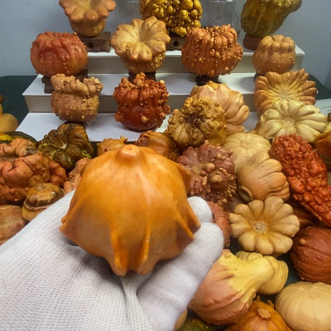 小***子墨西哥葫芦瑕疵不退换