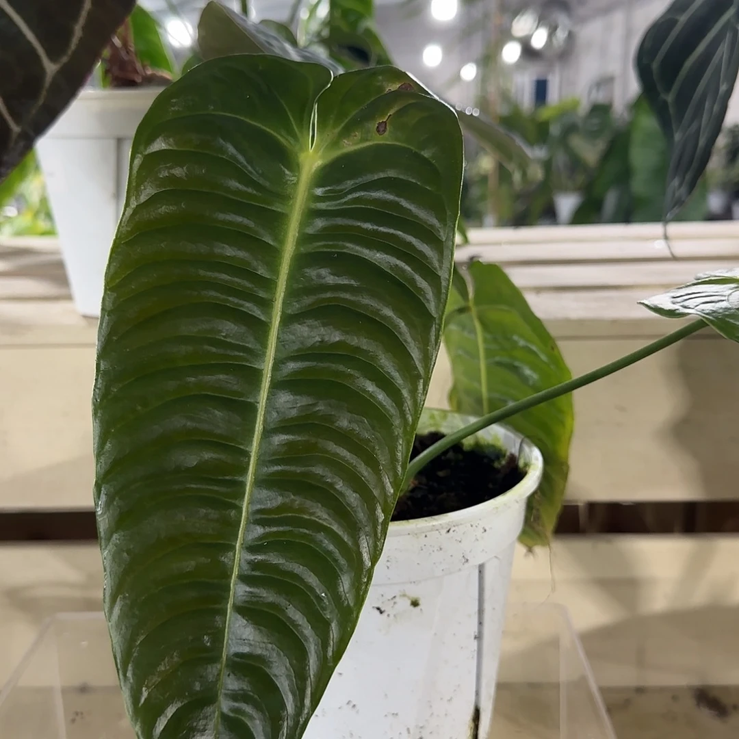 无花朵火鹤王花烛（叶子有伤）