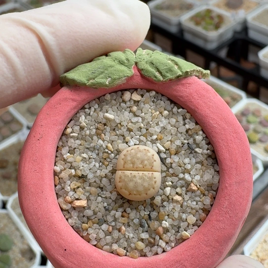 0923-013连盆带花218a饼干