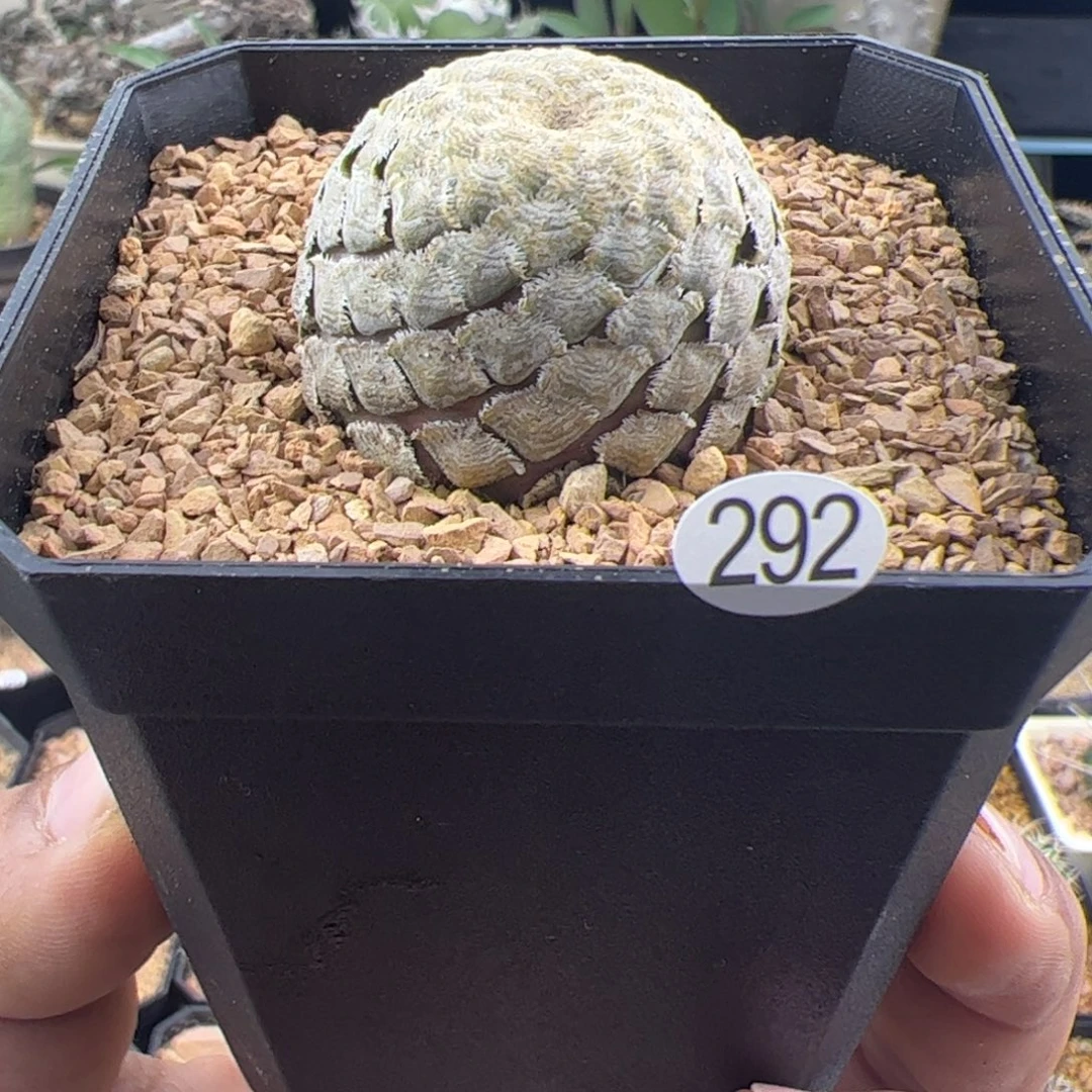 鱼鳞大戟3.3一物一拍292