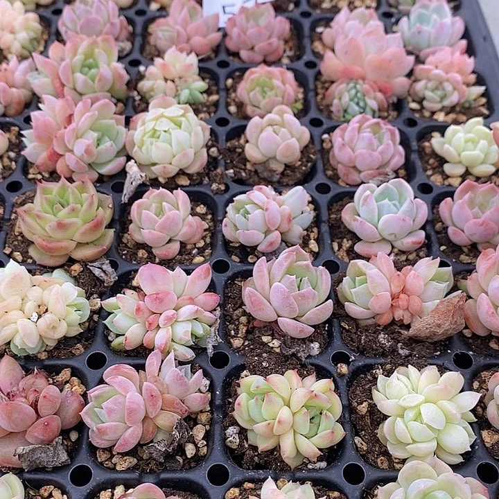 57 多肉植物盆栽花卉植物