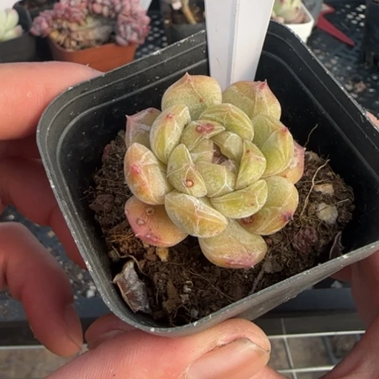 222白恋 一物一拍多肉