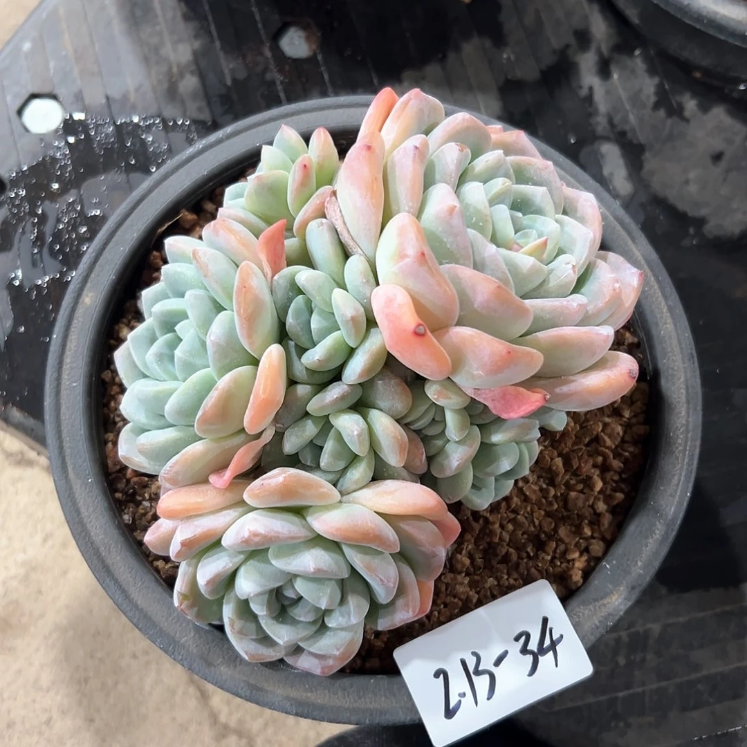 213-34冰玉多头多肉