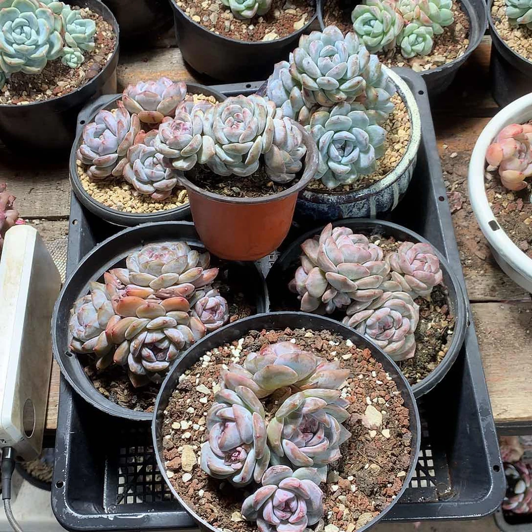 爱多肉哈哈哈哈哈哈哈哈