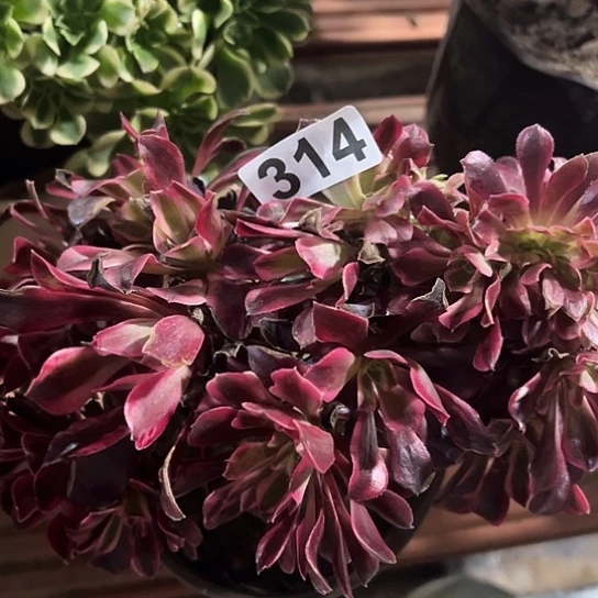 家***万多肉植物一个美杜莎