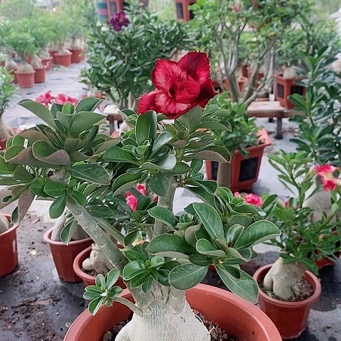 【闪购商品】无花朵沧*