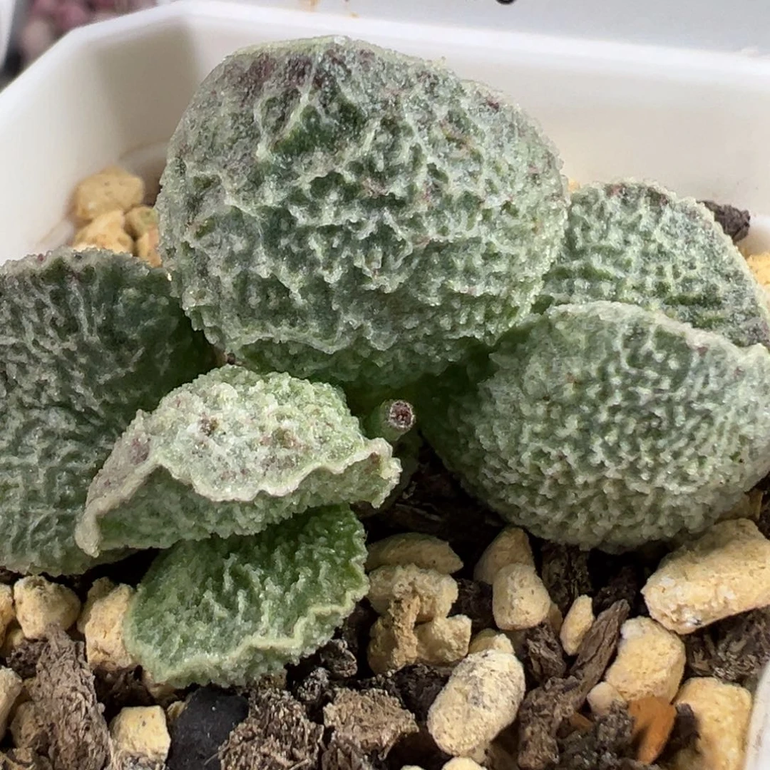 实生新品050多头纯木质桩多肉