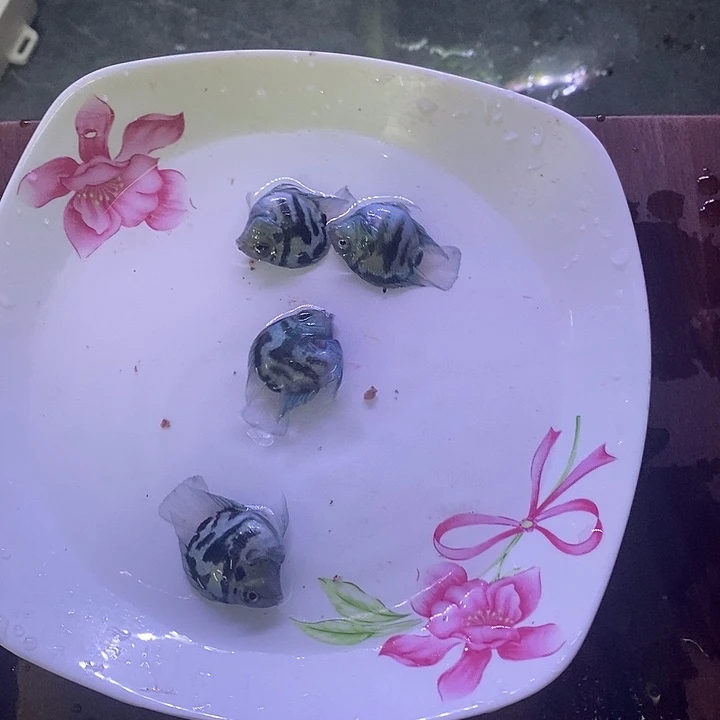 鹦鹉鱼宝蓝3个半月4条