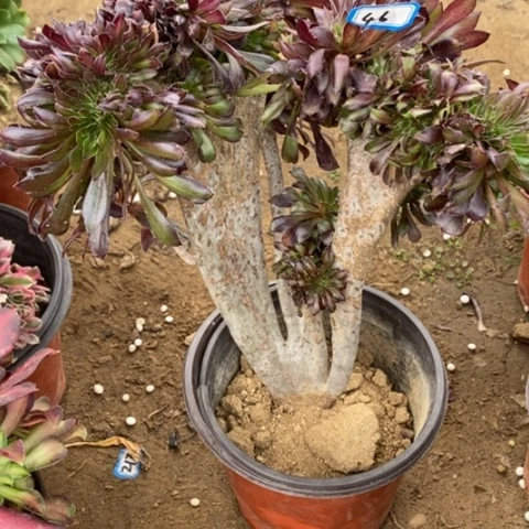 黑法师缀一物一拍