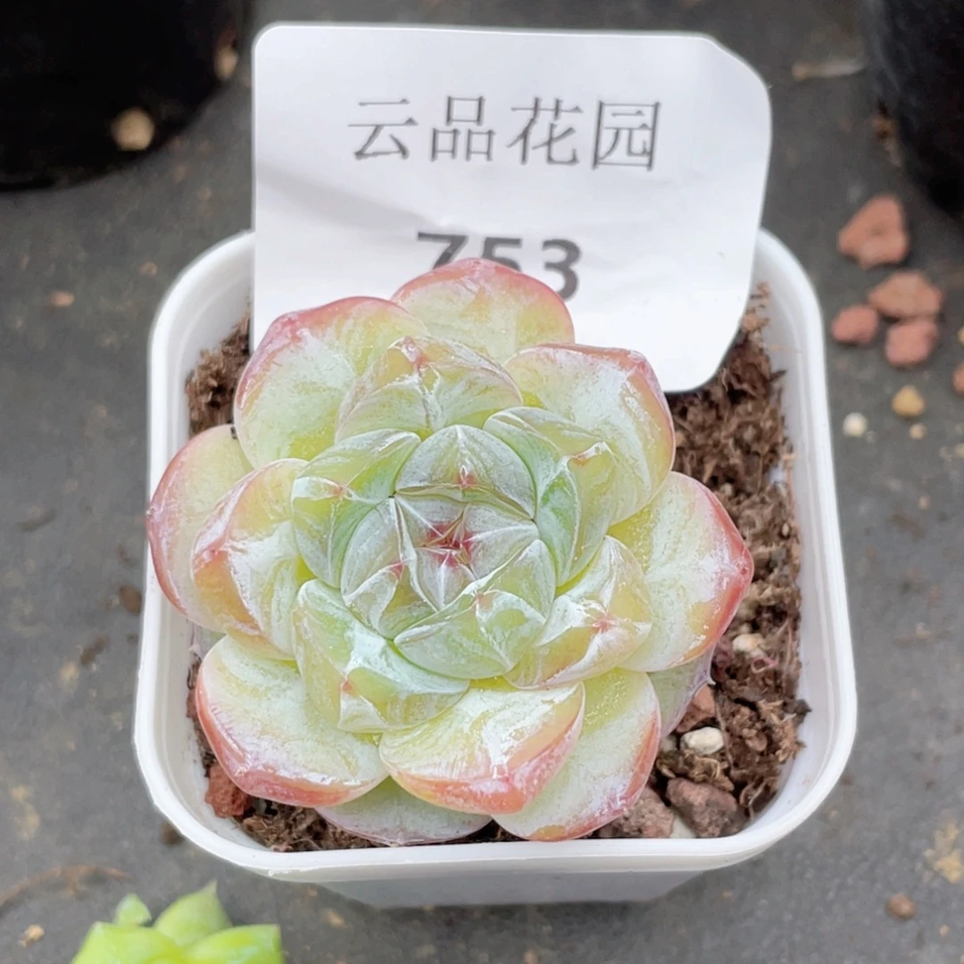 753号糖心冰心珍妮 玉帛