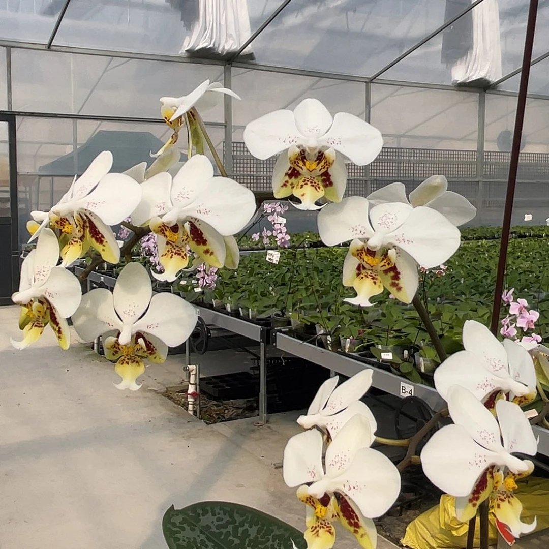 大量花朵（建议范围：8朵-15朵 或40%以上）编号706史塔基sogo