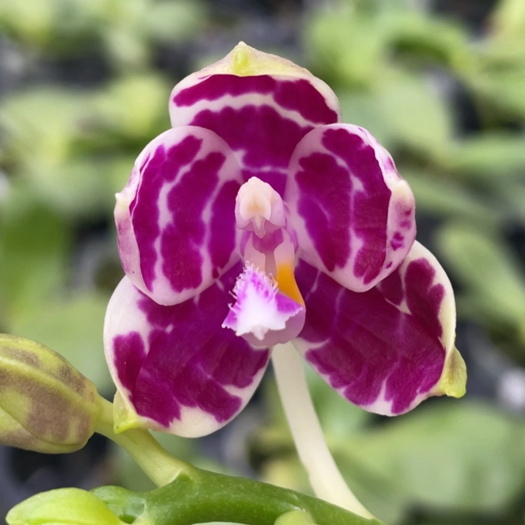 全部花苞叶瑕，漏一个