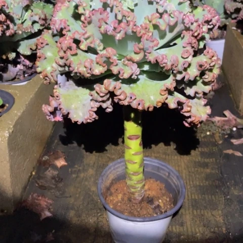 ?****好20 号包菜系列 1棵