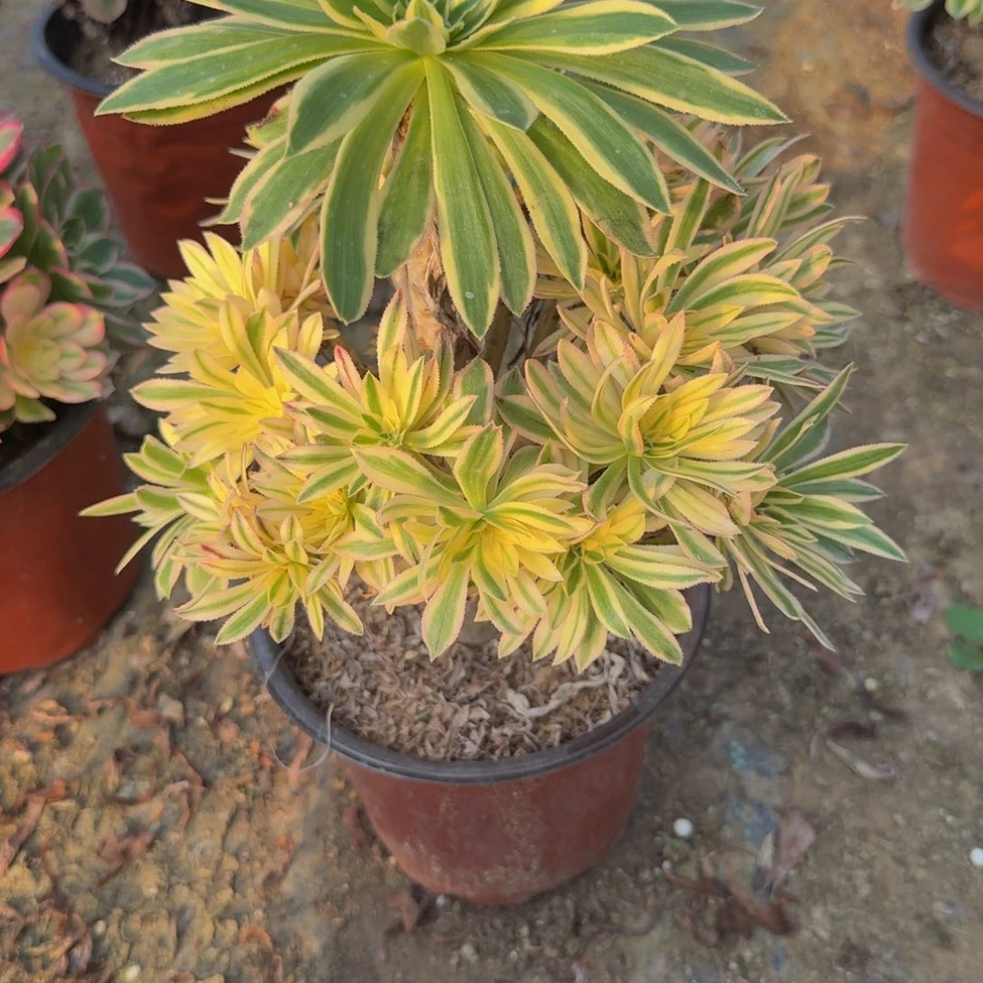 700夕颜。多肉植物