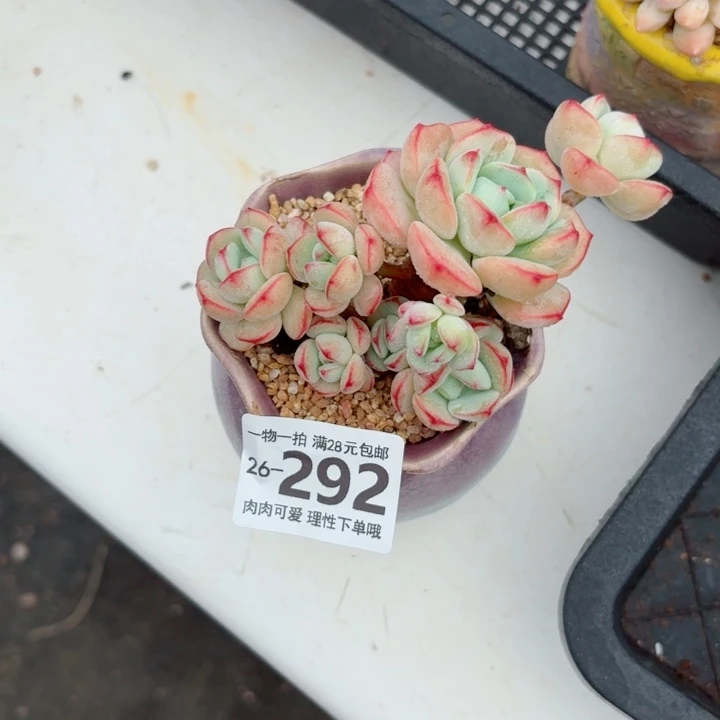 白底香草无盆土发货多肉