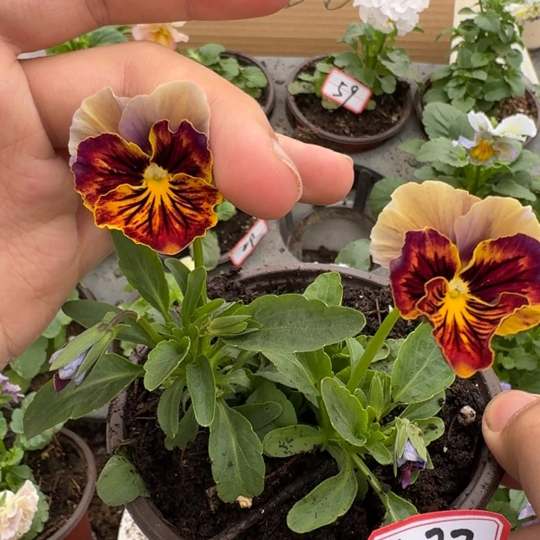 大部分花苞少量开放477