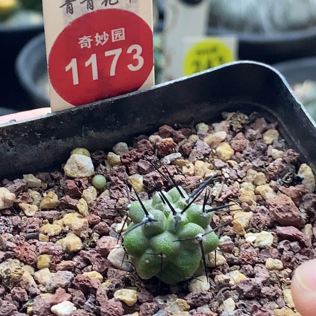 实生高山冢黑王丸1.7cm