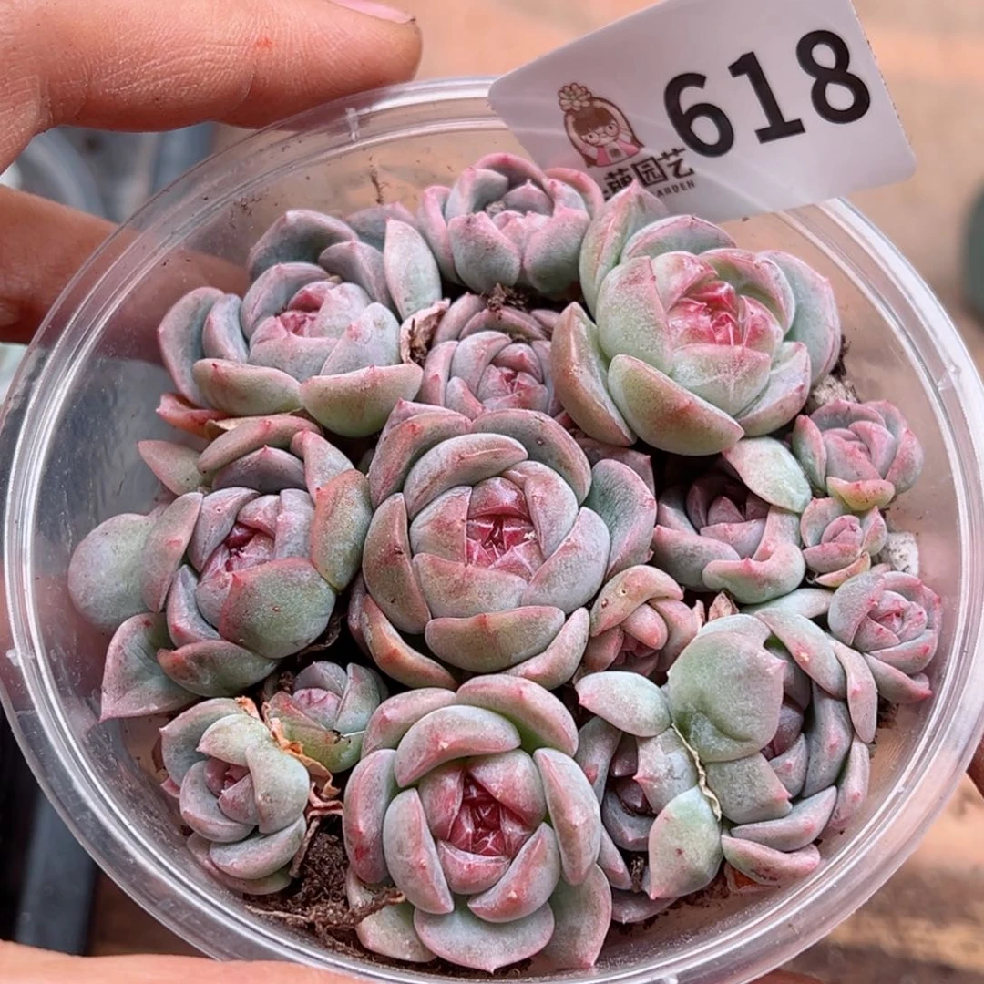 多肉植物多肉植物