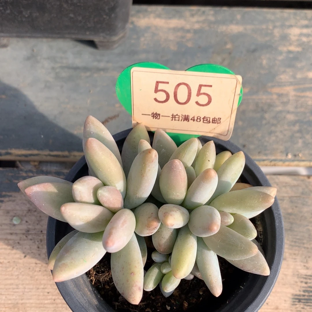 白兰地无砍平头505