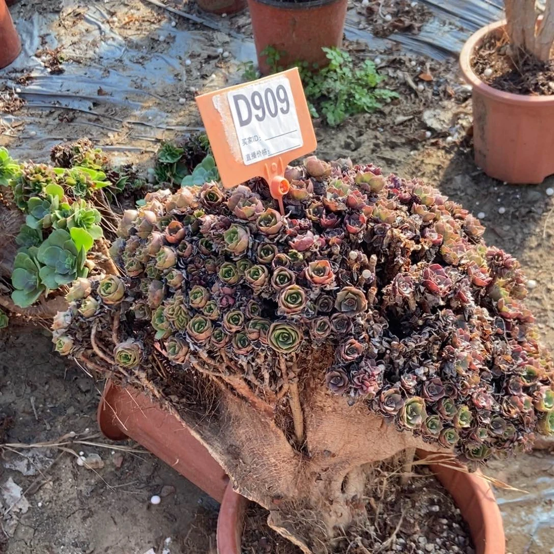 沫***儿D909万圣节干伤不售后