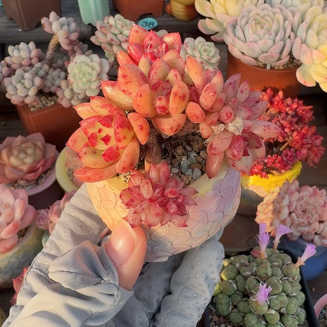 红皇后缀 多肉含盆土 一物一拍