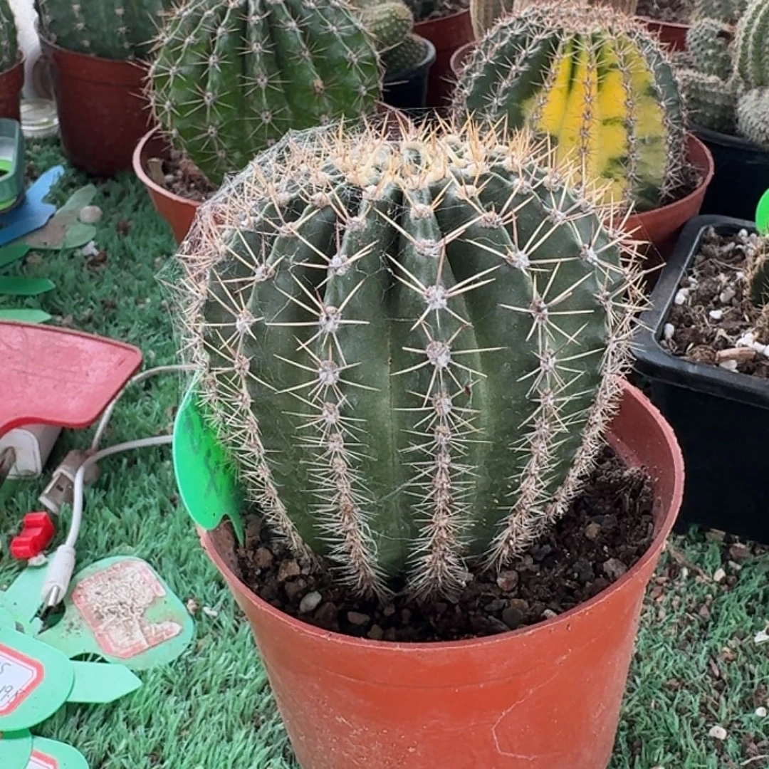 乐****丰之子大球一棵开花美