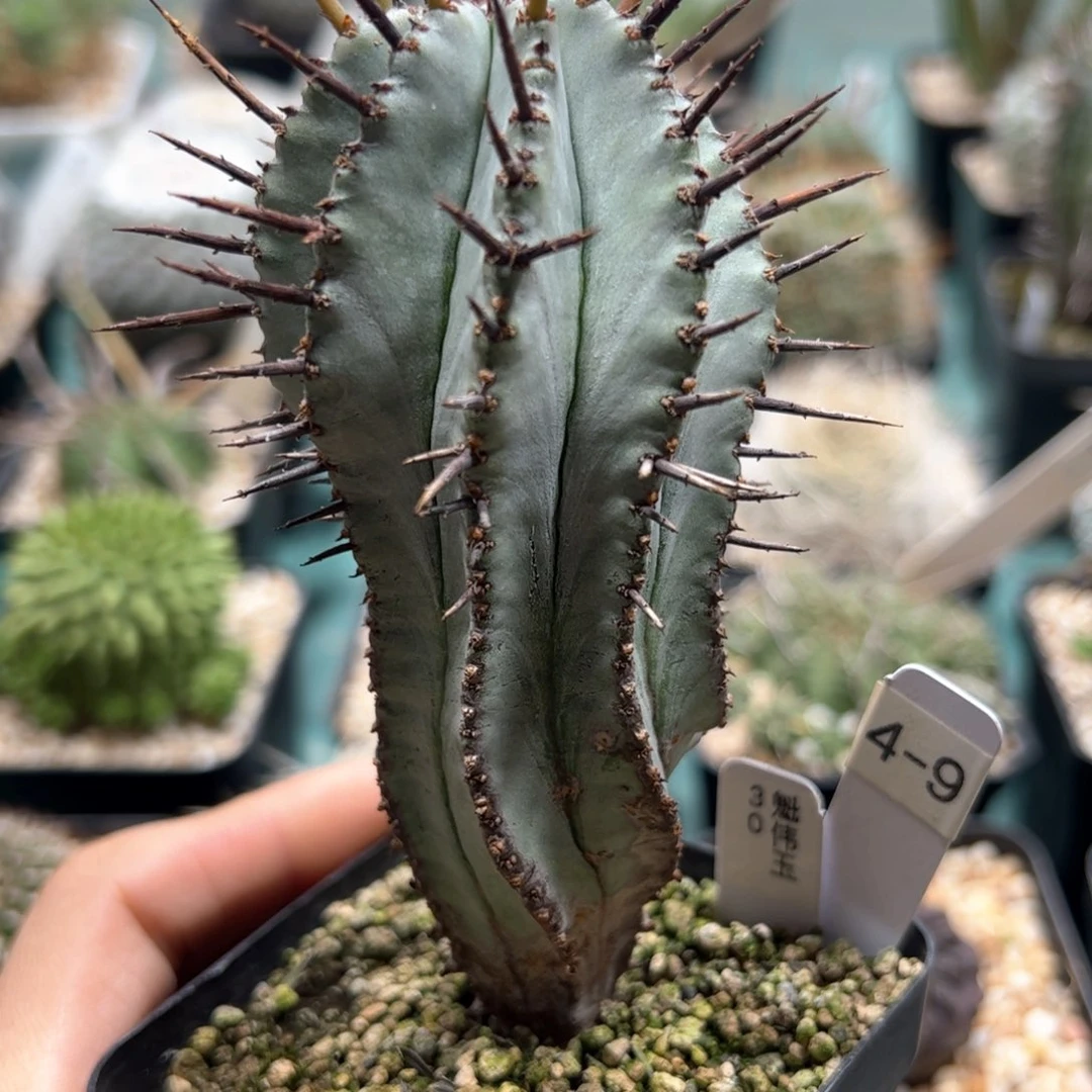 魁伟玉 侧芽繁殖脱土发货多肉