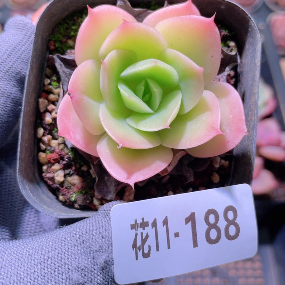 花利美11-188柠檬酸橙