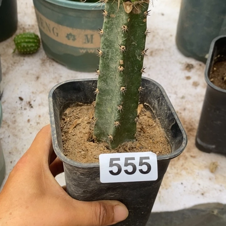 晴***里嫁接狂刺白花绿喉