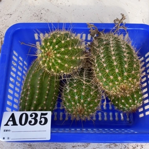 种子苗毛花柱a 035