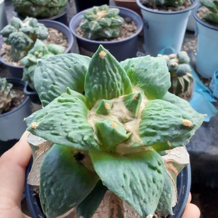 o***o904翘尤哥斯拉牡丹仙人球要凑单