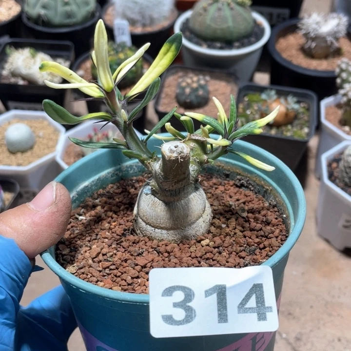 314锦叶天马空块根