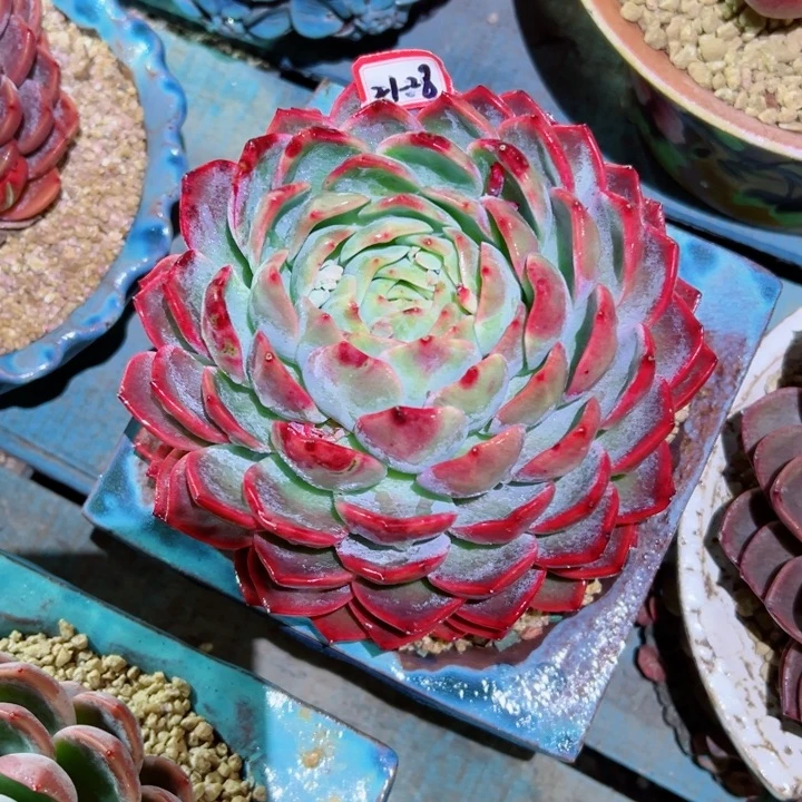 ?****?精品多肉植物老桩