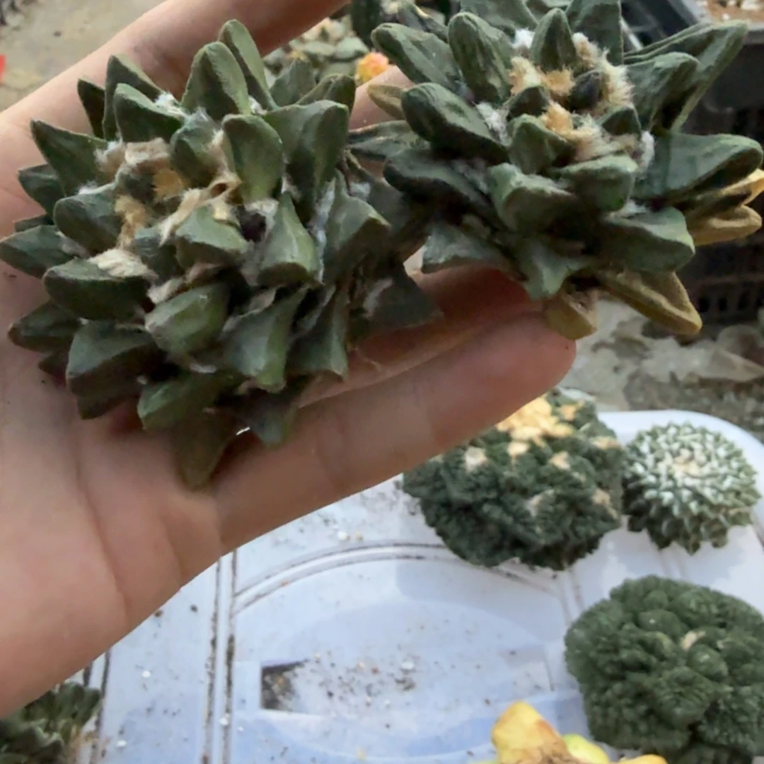 ****迪新人求关注求关注