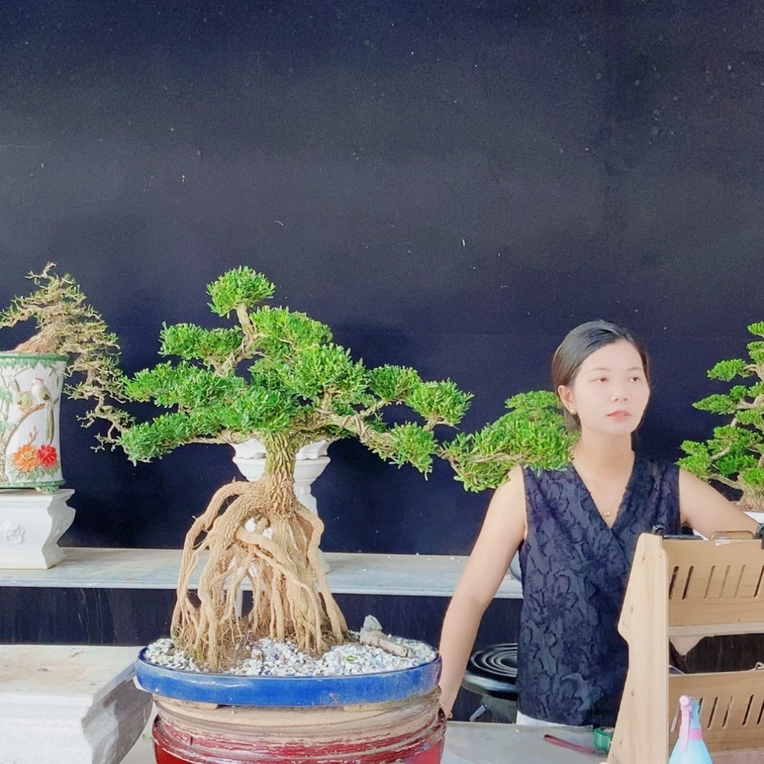 当前无花朵，栽培后可花朵